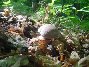 Prati di Tivo and the Smell of Mushrooms