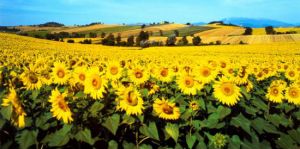 July Sunflower Splendor in Umbria