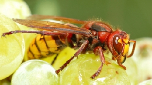 A Toast to an Italian Wasp