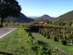 The Olive Harvest in the Veneto