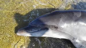 Many Dolphins and two whales have been found dead off the Tuscan coast