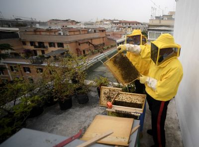 A unique opportunity for research of Rome’s urban beehives