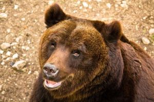 The Marsican Brown Bear