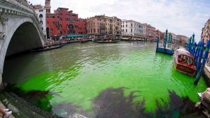 The canals of Venice have turned green