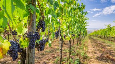 MUST GO: La Vendemmia in Italy