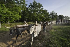 Il Maggio di Accettura