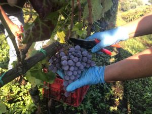 Vendemmia on Mount Etna: Tenute Mannino Di Plachi