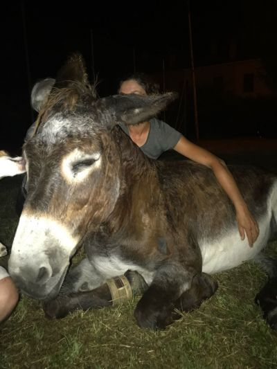An Italian Pilgrimage with a Dog and a Donkey