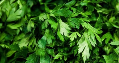 Il Prezzemolo, Parsley