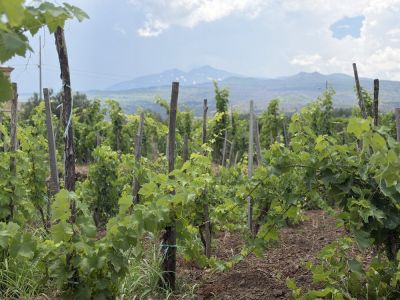 Fischetti Winery in Sicily