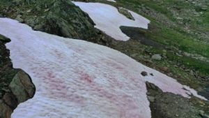 Pink glacial ice appearance in the Alps