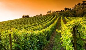 The Importance of Italian Winemaking