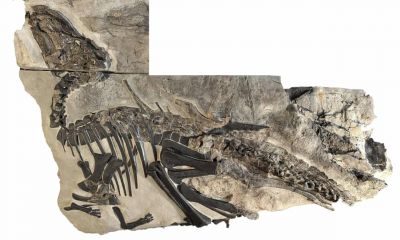 Paleontologists discovered the largest dinosaur skeleton