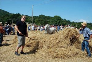 While on a genealogy research trip to Molise, Roslyn enjoyed “La Tresca,” an annual festival in which the ancient way of harvesting grain was demonstrated. A horse runs in circles through a pile of wheat to separate the grain from the shaft. Roslyn&#039;s husband, Ron Reese, in the black shirt, is doing his part keeping the wheat in place.
