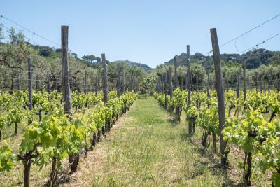 <div class="buttonTitle"><div class="roundedlIcon white mbianco mprest"></div></div>Italy is increasingly promoting “slow tourism”